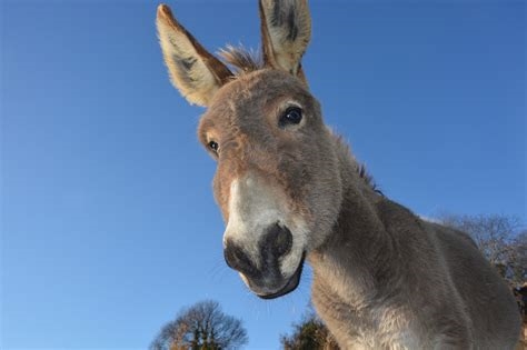 donkey bj nude